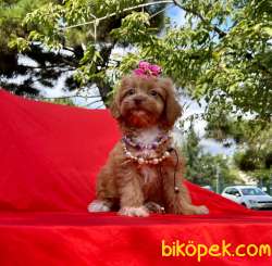 Özel Renk Red Brown Maltipoo Yavrular 1