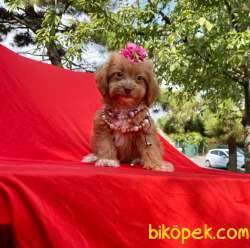 Özel Renk Red Brown Maltipoo Yavrular 2