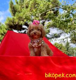 Özel Renk Red Brown Maltipoo Yavrular 3