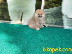 ÖZEL RENK SHOW KALİTE SAFKAN TEDDYBEAR BOO YAVRULARIMIZ 5