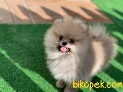 ÖZEL RENK SHOW KALİTE SAFKAN TEDDYBEAR BOO YAVRULARIMIZ 4