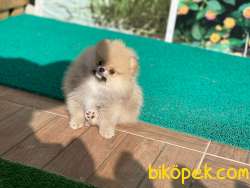 ÖZEL RENK SHOW KALİTE SAFKAN TEDDYBEAR BOO YAVRULARIMIZ 1