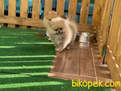 ÖZEL RENK SHOW KALİTE SAFKAN TEDDYBEAR BOO YAVRULARIMIZ 3