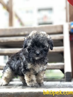 Özel Renk Toy Poodle Phantom 1