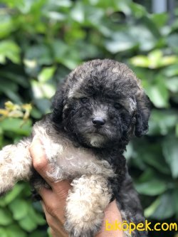 Özel Renk Toy Poodle Phantom 2