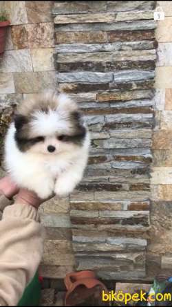 Ozel Renkleriyle Pomeranian 4