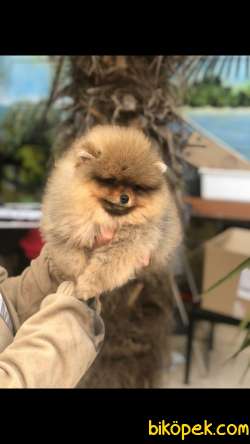 Ozel Renkleriyle Pomeranian 2