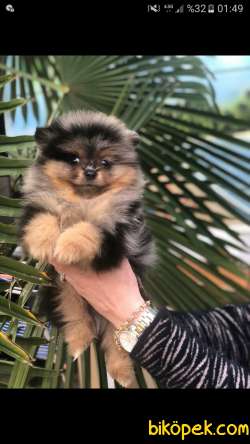 Ozel Renkleriyle Pomeranian 1