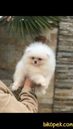 Ozel Renkleriyle Pomeranian 3