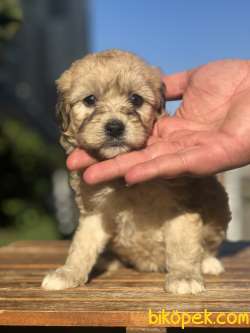 Özel Renkteki ( Orange Phantom ) Maltipoo Yavrumuz 5