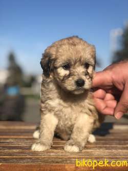 Özel Renkteki ( Orange Phantom ) Maltipoo Yavrumuz 3