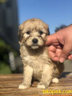 Özel Renkteki ( Orange Phantom ) Maltipoo Yavrumuz 4