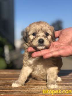 Özel Renkteki ( Orange Phantom ) Maltipoo Yavrumuz 1