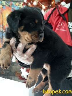 ÖZEL ROTTWEILER YAVRULARI 3