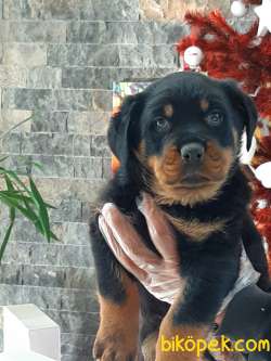 ÖZEL ROTTWEILER YAVRULARI 1