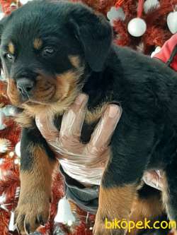 ÖZEL ROTTWEILER YAVRULARI 2