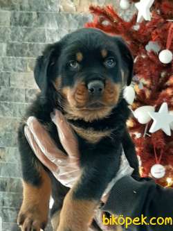 ÖZEL ROTTWEILER YAVRULARI 4