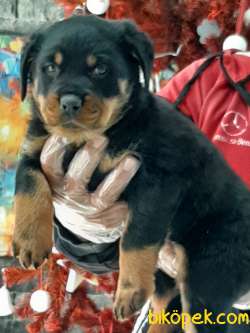 ÖZEL ROTTWEILER YAVRULARI 5