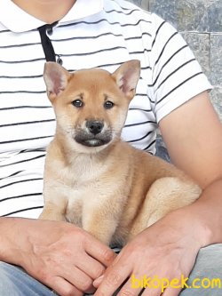 ÖZEL SHIBA INU YAVRULARI 1