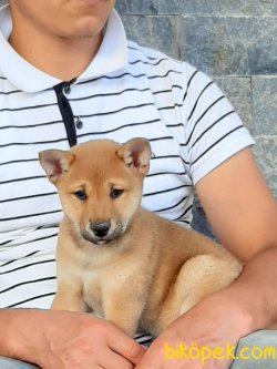 ÖZEL SHIBA INU YAVRULARI 3