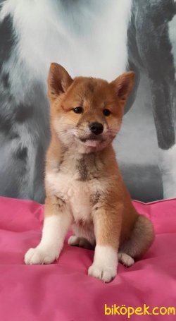 ÖZEL SHIBA INU YAVRULARI 4