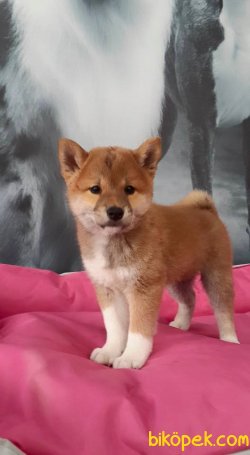 ÖZEL SHIBA INU YAVRULARI 5