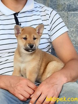 ÖZEL SHIBA INU YAVRULARI 2