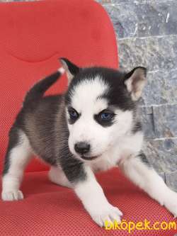 Özel Sibirya Husky Yavrularimiz 3