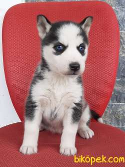 Özel Sibirya Husky Yavrularimiz 4
