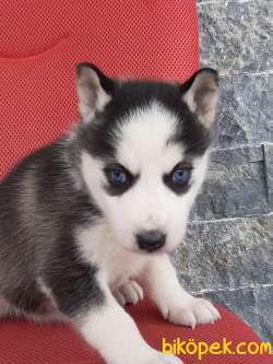 Özel Sibirya Husky Yavrularimiz 2