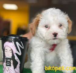 Özel Surat Yapısına Sahip Dişi Maltipoo Yavrum 3