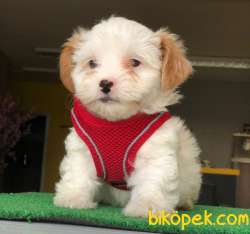Özel Surat Yapısına Sahip Dişi Maltipoo Yavrum 1