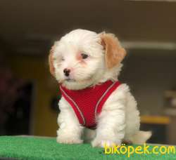 Özel Surat Yapısına Sahip Dişi Maltipoo Yavrum 2