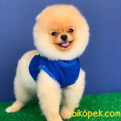 Özel Surat Yapısına Sahip Pomeranian BOO Yavrum 2