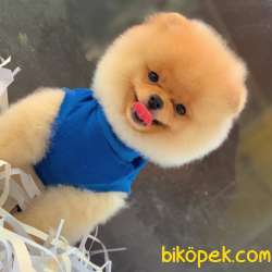 Özel Surat Yapısına Sahip Pomeranian BOO Yavrum 1