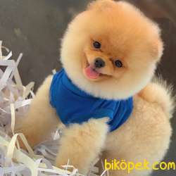 Özel Surat Yapısına Sahip Pomeranian BOO Yavrum 3