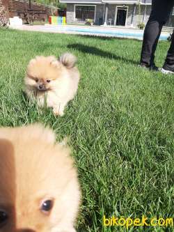 Özel Tedy Bear Pomeranian Boo Yavruları 3