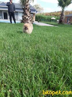 Özel Tedy Bear Pomeranian Boo Yavruları 4