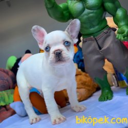 Özel Üretim Blue Eyes Beyaz Merle French Bulldog (ÖZEL) 5
