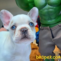 Özel Üretim Blue Eyes Beyaz Merle French Bulldog (ÖZEL) 1