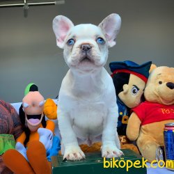 Özel Üretim Blue Eyes Beyaz Merle French Bulldog (ÖZEL) 2