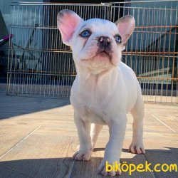 Özel Üretim Blue Eyes Beyaz Merle French Bulldog (ÖZEL) 4