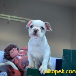Özel Üretim Blue Eyes Beyaz Merle French Bulldog (ÖZEL) 3