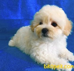 Özel Üretim Dizayn Irk MaLtipoo Bebeklerimiz 3