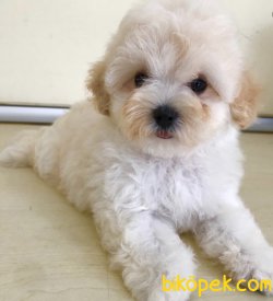Özel Üretim Dizayn Irk MaLtipoo Bebeklerimiz 1