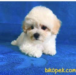 Özel Üretim Dizayn Irk MaLtipoo Bebeklerimiz 2