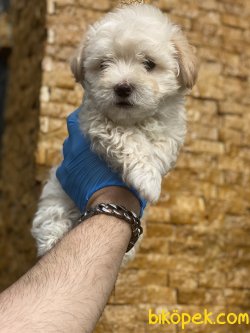 Özel Üretim Dizayn Irk Maltipoo Yavrularımız 5