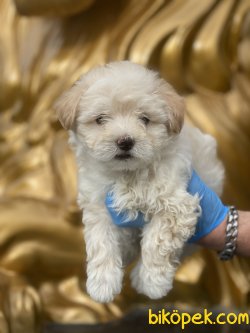 Özel Üretim Dizayn Irk Maltipoo Yavrularımız 4