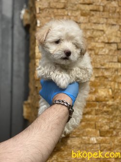 Özel Üretim Dizayn Irk Maltipoo Yavrularımız 3