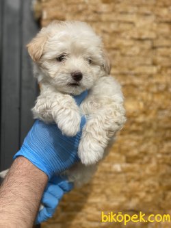 Özel Üretim Dizayn Irk Maltipoo Yavrularımız 2